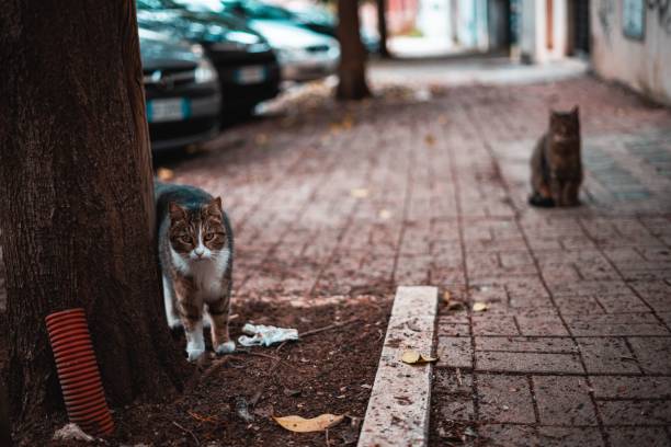 istock Selective focus shot of a cat next to a tree on the street 1455528055