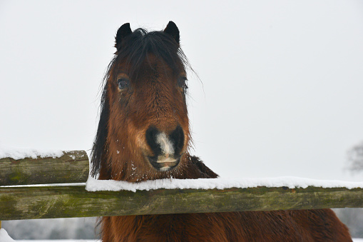 Pretty bay pony stands looking over snow covered wooden fence on a cold winters day.