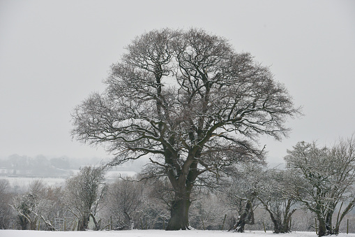 Frost covered tree standing proudly in an icy English landscape on a cold winters day.