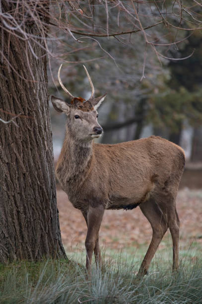 istock Young stag deer antlers still growing 1455528742