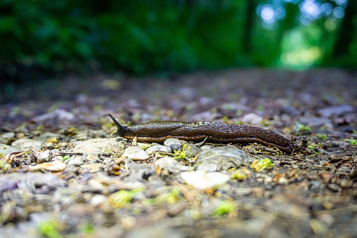 A closeup of a land slug (Limax cinereoniger) on the ground in a forest on the blurred background