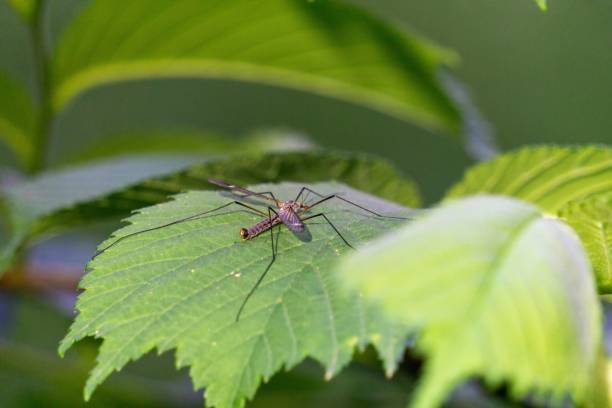 istock Big Crane fly (Tipulidae) resting on the green leaf on the blurred background 1455529041