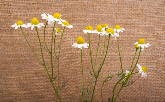 medical chamomile on a background of burlap