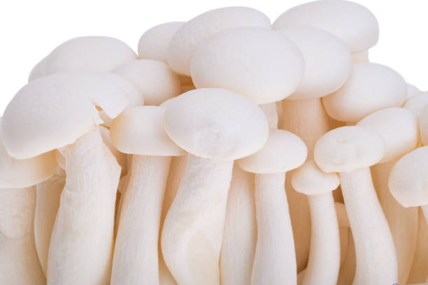 istock porcini shimeji mushrooms isolated 1455529413