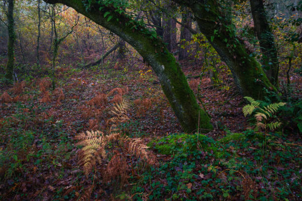 istock Mossy trunks leaning over reddish ferns 1455530881