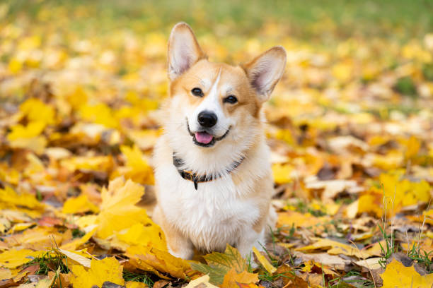 istock pembroke corgi on an autumn walk 1455530926