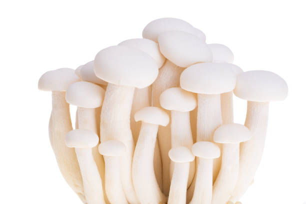 istock porcini shimeji mushrooms isolated 1455530965
