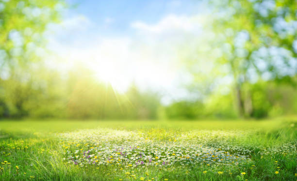 istock Beautiful original background image with a flowery clearing in the foreground and a soft blurred background. 1455531362