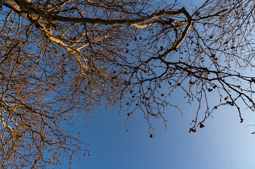 A look into the leafless treetops in winter