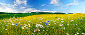 istock Beautiful idyllic panorama of the countryside in summer in ultrawide format. 1455531524