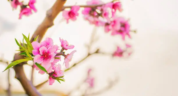 Pink peach tree flowers close-up. Delicate light natural spring background with peach blossoms.