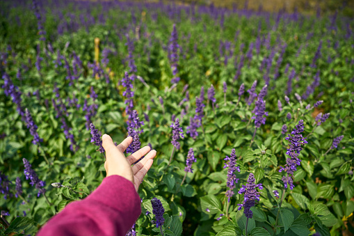 Point of view woman traveler hand touching on flower  while travel on vacation