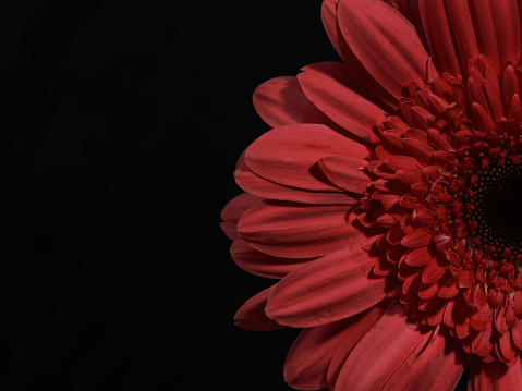 red gerbera daisy flower isolated on black background