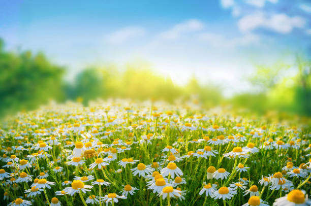 istock Beautiful background image with a field of blooming daisies and a soft, blurred background. 1455531664