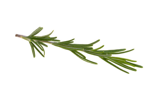 istock rosemary branch isolated 1455532454