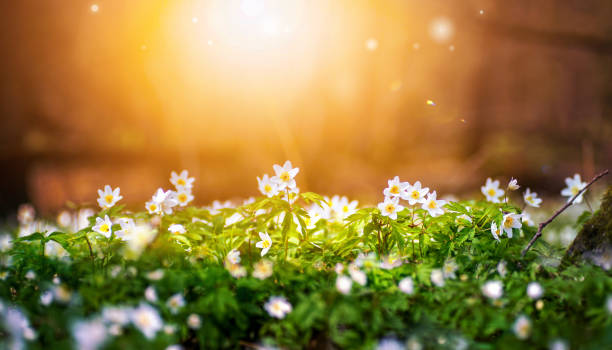 istock Beautiful close-up image of spring primroses illuminated by soft warm evening sunlight. 1455532471