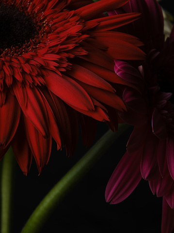 red gerbera daisy flower isolated on black background
