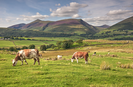 A wide-view shot of a group of cows at a farm in North East, England.