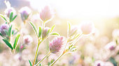 Beautiful macro image of wild flowers in the early morning in soft pastel colors.