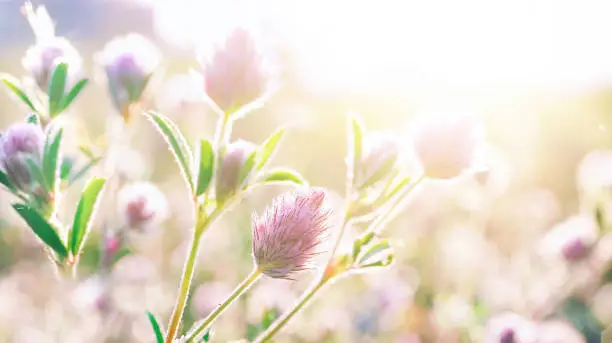 Photo of Beautiful macro image of wild flowers in the early morning in soft pastel colors.