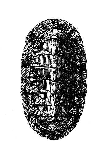 Antique biology zoology image: Chiton squamosus