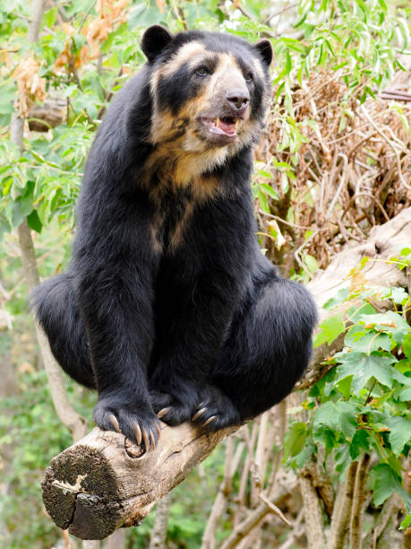 istock Andean bear sitting on a tree branch 1455533637