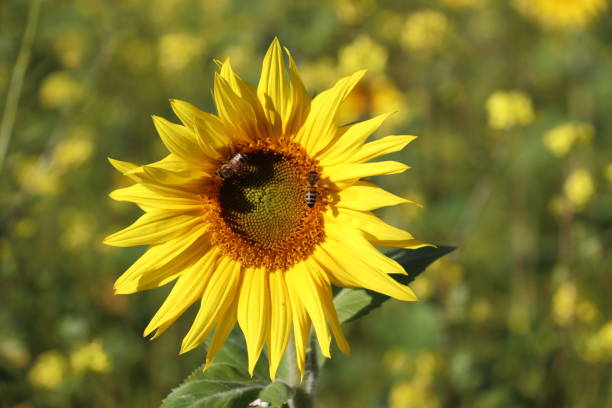 istock Scenic view of two bees perched on a yellow sunflower on a blurred background 1455534550