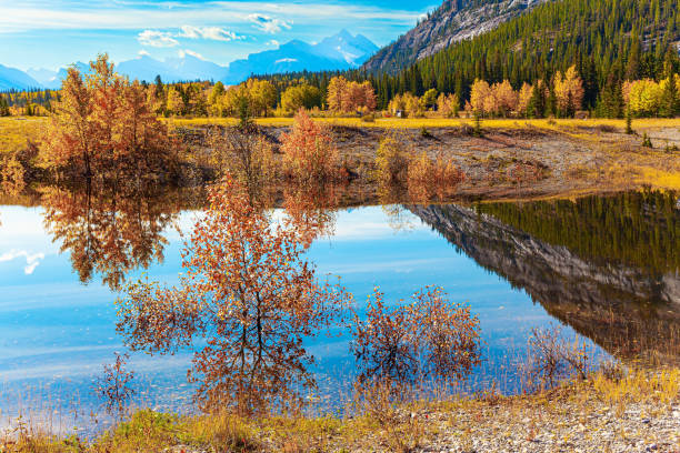 istock The yellow leaves 1455534659