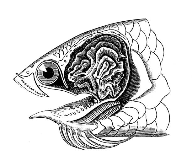istock Antique biology zoology image: Anabas scandens 1455536164