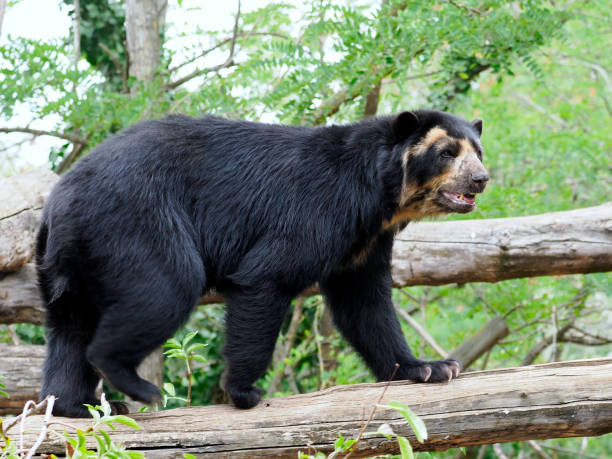 istock Andean bear walking on a tree branch 1455536260