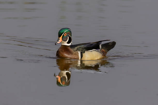istock Male Carolina duck (Aix sponsa) 1455536363