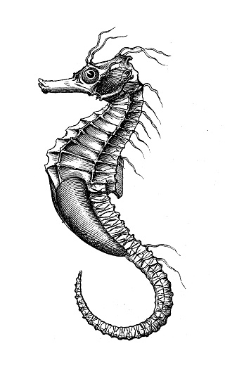 Antique biology zoology image: Hippocampus, sea horse