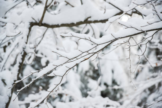 istock Winter beautiful landscape, trees covered with snow. Beautiful winter. 1455536585