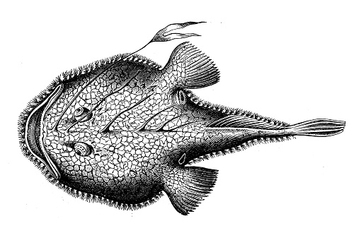 Antique biology zoology image: Lophius piscatorius, angler, monkfish
