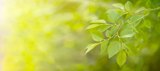 istock spring banner background branch with leaves 1455536840