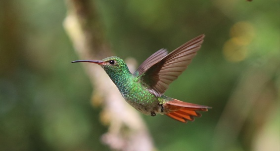 Rufous-tailed hummingbird in the Cloud Forest.