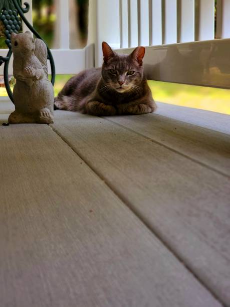 istock Vertical shot of a Tabby cat lying on the floor 1455537769