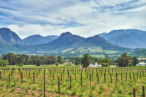 istock Home of South African wine 1455538080