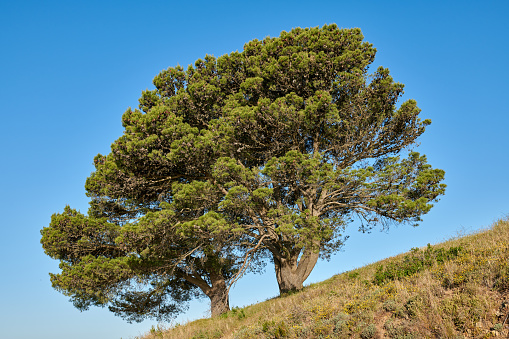 tree crown of fir and blue sky