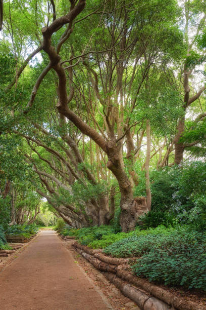 istock Flowers, plant and trees 1455538373