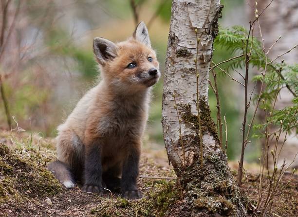 istock Cute kit fox in the forest in spring 1455538605