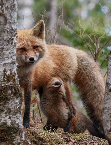 istock Cute kit foxes in the forest in spring 1455538610