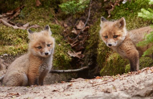istock Cute kit foxes in the forest in spring 1455538611