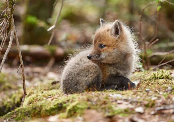 istock Cute kit fox in the forest in spring 1455538617