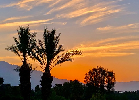 A pair of palm trees silhouetted against orange sunset and purplish blue mountains in the background. Thin clouds streak the blue and gold sky. Photo taken in Palm Desert California.