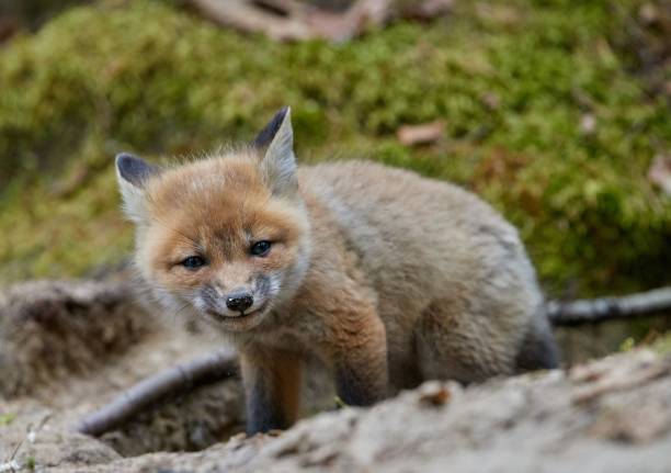 istock Cute kit fox in the forest in spring 1455539333