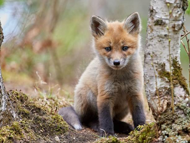 istock Cute kit fox in the forest in spring 1455539670