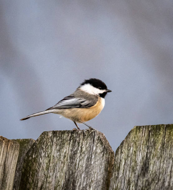 selective focus shot of a black-capped chickadee perched on a wooden fence - bird chickadee animal fence imagens e fotografias de stock