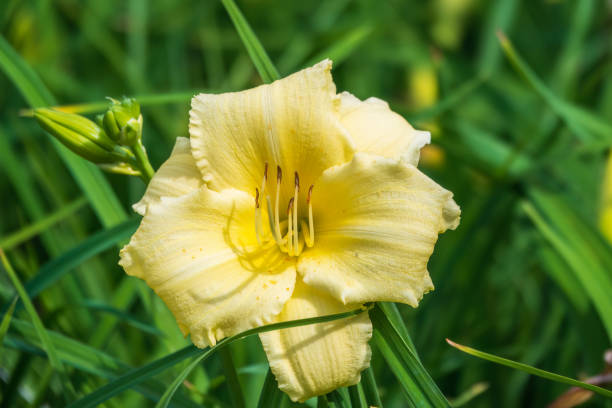 żółty kwiat liliowca, łacińska nazwa hemerocallis lilioasphodelus, o zachodzie słońca. jest również znany jako liliowc cytrynowy. - daylily zdjęcia i obrazy z banku zdjęć