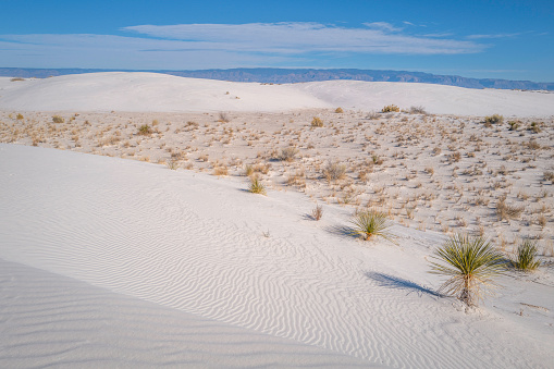 Gypsum Sand Dunes and dried arid desert plants in White Sands National Park, New Mexico, USA